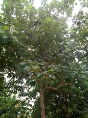 Gmelina arborea
