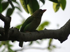 Psilopogon zeylanicus