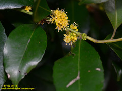 Ilex uraiensis
