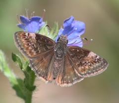 Erynnis lucilius