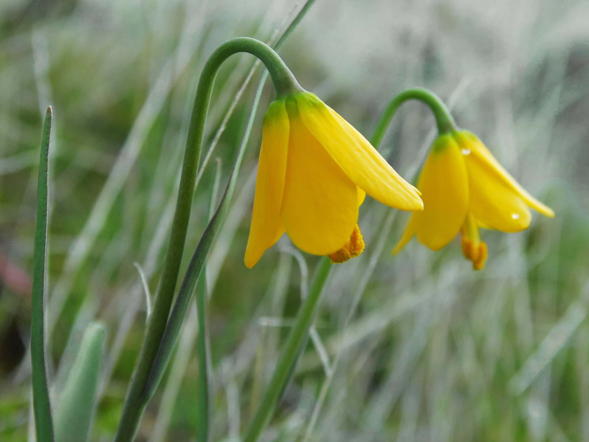 Imagem de Fritillaria pudica não possui um nome popular amplamente reconhecido no Brasil