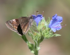 Erynnis lucilius