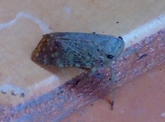 Poiocerinae