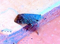 Poiocerinae