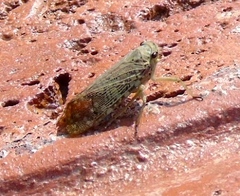 Poiocerinae