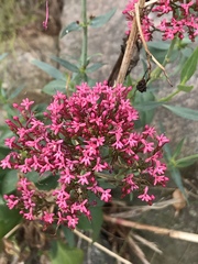 Centranthus