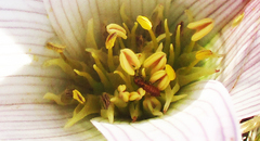 Colchicum melanthoides