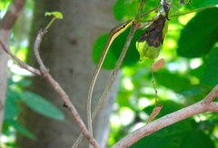 Oxybelis microphthalmus