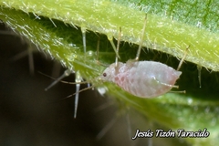 Microlophium carnosum