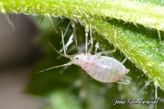 Microlophium carnosum