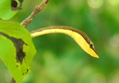 Oxybelis microphthalmus