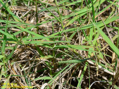 Acrida cinerea