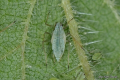 Microlophium carnosum