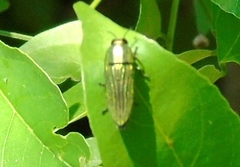 Agaeocera scintillans