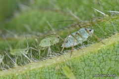 Microlophium carnosum