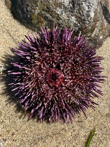 Pacific Purple Sea Urchin, photo 9 of 9