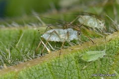 Microlophium carnosum