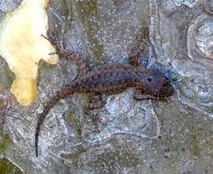 Sceloporus nelsoni
