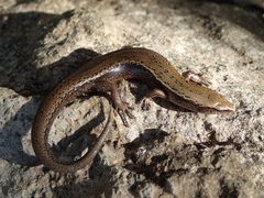 Hardy's Skink photo 2