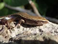 Hardy's Skink photo 1