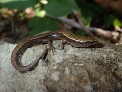 Hardy's Skink photo 3