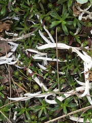 Thamnolia vermicularis vermicularis