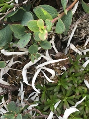 Thamnolia vermicularis vermicularis