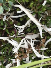 Thamnolia vermicularis vermicularis