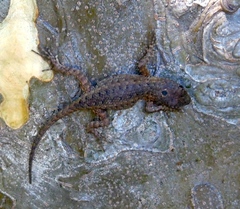 Sceloporus nelsoni