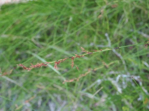 Schoenus brevifolius iNat (1)