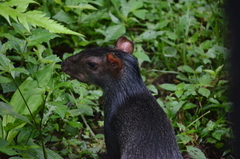 Dasyprocta fuliginosa