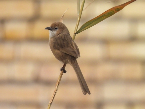 Iraq Babbler (Argya altirostris), photo 6