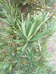 Podocarpus macrophyllus macrophyllus