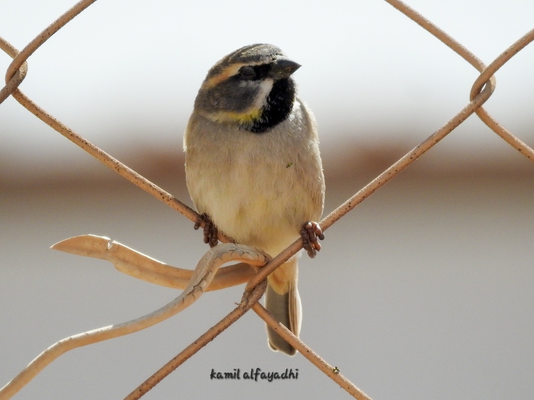 Dead Sea Sparrow (Passer moabiticus), photo 9
