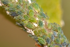 Aphis farinosa