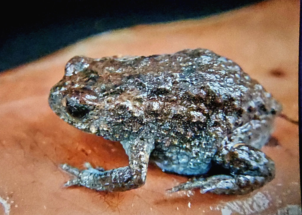 Western Brood Frog