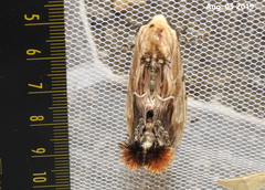 Dudusa sphingiformis