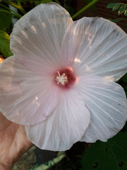 Hibiscus laevis