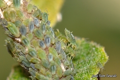 Aphis farinosa