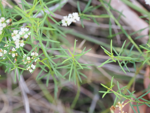 Image of heath platysace by (c) Lucas Christofides, some rights reserved (CC BY)