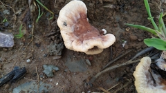 Abortiporus