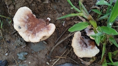 Abortiporus