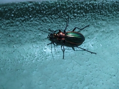 Carabus lineatus