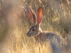 Black-Tailed Jackrabbit photo 5