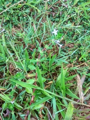 Spermacoce articularis