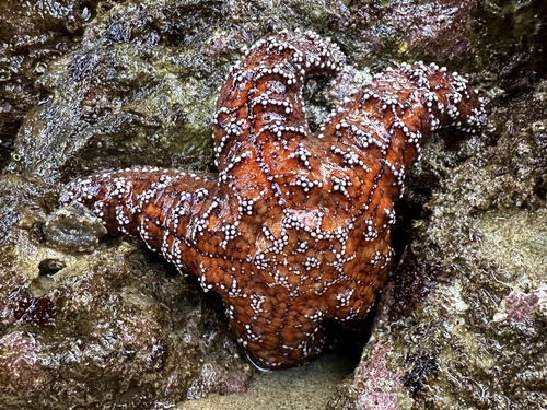 Ochre Sea Star, photo 2 of 9