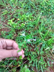 Spermacoce articularis