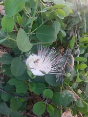 Capparis sandwichiana