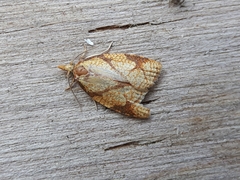 Cenopis reticulatana