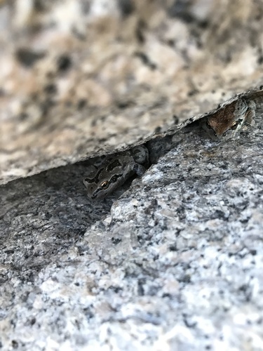iNaturalist observation photo of Pacific chorus frog